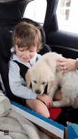 Autistic Boy Gets a Puppy After Lockdown Struggle
