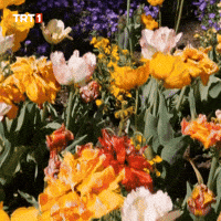 Happy Good Morning GIF by TRT