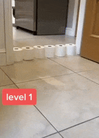 Cat Home GIF by JustViral