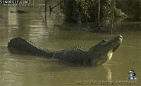 gators farts GIF
