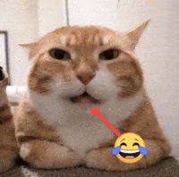 Haha GIF