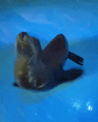 Happy Sea Lion GIF by Respective