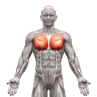 Day Chest Sticker by MAN Sports