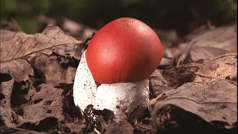 mushroom GIF