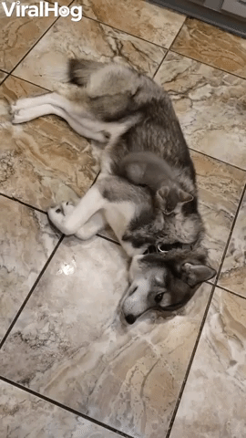 Kitten Gets Comfortable in Doggys Thick Fur