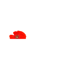 Flower Sticker by noctis