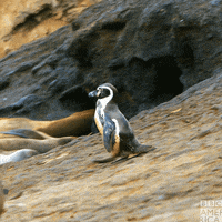 South America Run GIF by BBC America