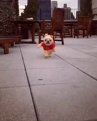 A French Bulldog As Winnie The Pooh