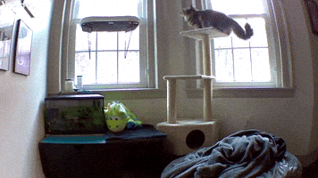 Clumsy Cat Misses Jump
