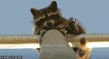 raccoon GIF by Cheezburger