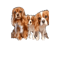 Dogs Puppy Sticker
