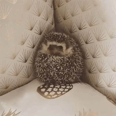 High Quality Hedgehog GIF