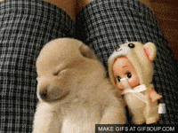 shiba inu sleeping GIF