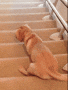 Video Sliding GIF