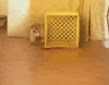 Dog Fail GIF by America's Funniest Home Videos