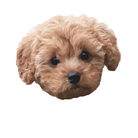Dog Puppy Sticker