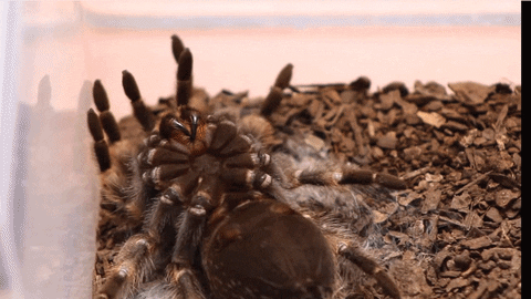 time molting GIF