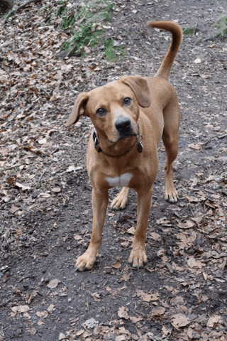 eia1 giphygifmaker GIF