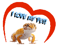 Guinea Pig Love Sticker