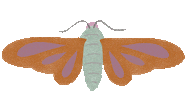 Moth Sticker by BeWILDerwood