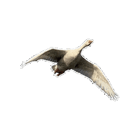 Gans Nof Sticker by rtvnof