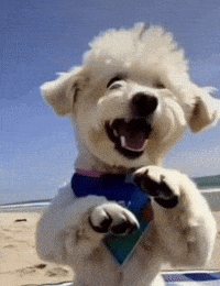 Dog I Dont Want To Go GIF