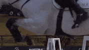 dodatrainingcenter cavalo equestre hipismo doda miranda GIF