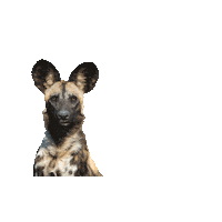 Act Now Wild Dog Sticker by Re:wild