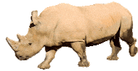 SAZOO rhino stormy rhinos san antonio zoo Sticker