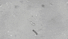 tail institute sperm integrative nanosciences GIF