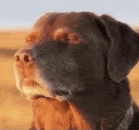 Dog Relieving GIF