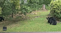 Bear Cubs Spotted Playing in North Carolina Backyard