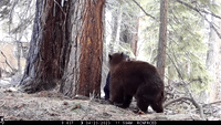 Trailcam Catches Bears Battling it Out
