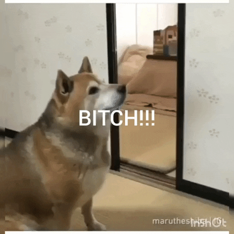 dog GIF