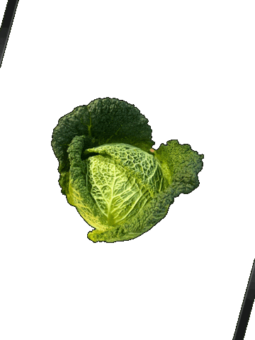 Veggie Cabbage Sticker