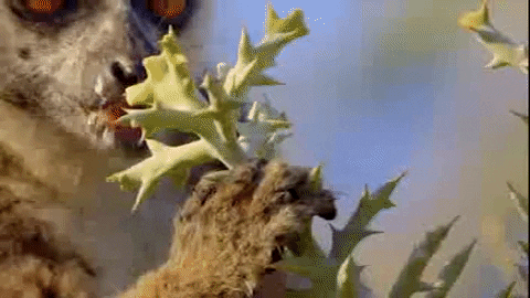 Wildlife gif. Ringtailed lemur grasping a spiky plant in their paws and chewing on it, eating.