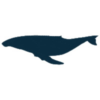 Festival Ocean Sticker by Worldrise