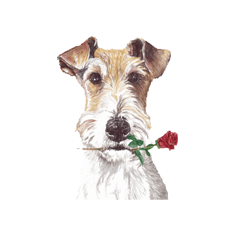 Wire Fox Terrier Rose Sticker