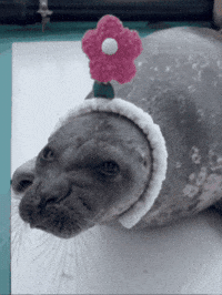 Seal Katsunori GIF