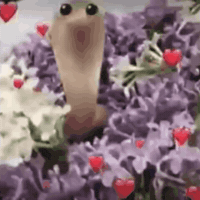 Cobra Flowers GIF