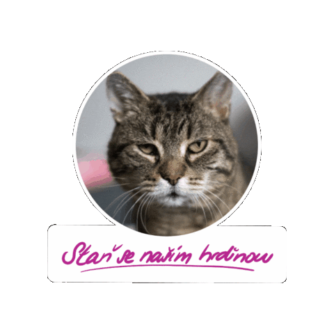 Fousky giphygifmaker cat animal shelter útulek Sticker