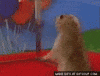 chipmunk GIF