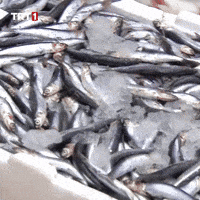 Fish Eat GIF by TRT