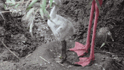 cincinnatizoo dance cute dancing animals GIF
