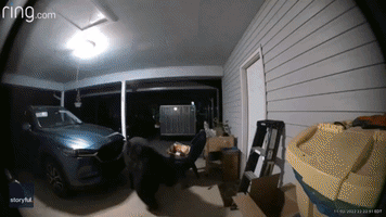 Locked Inner Door Foils Bear Burglary at North Carolina Home