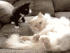 Cats Reaction GIF by MOODMAN