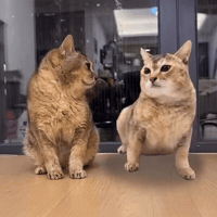 Mei Mei Cat GIF