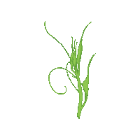 Vine Shoots Sticker