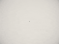 multiply born to die GIF by Nico Roxe