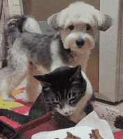 Cats Dogs GIF